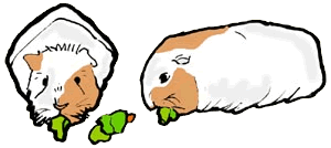 Guinea Pig clipart #6, Download drawings