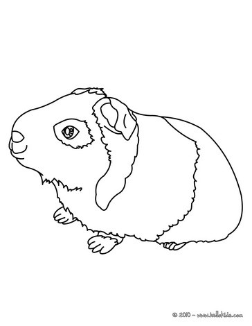 Guinea Pig coloring #19, Download drawings