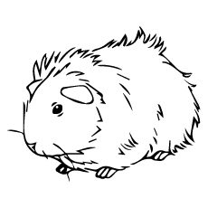 Guinea Pig coloring #1, Download drawings