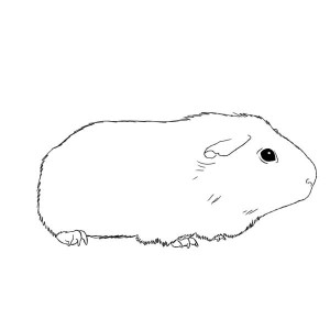 Guinea Pig coloring #13, Download drawings