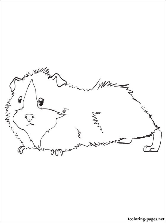 Guinea Pig coloring #7, Download drawings