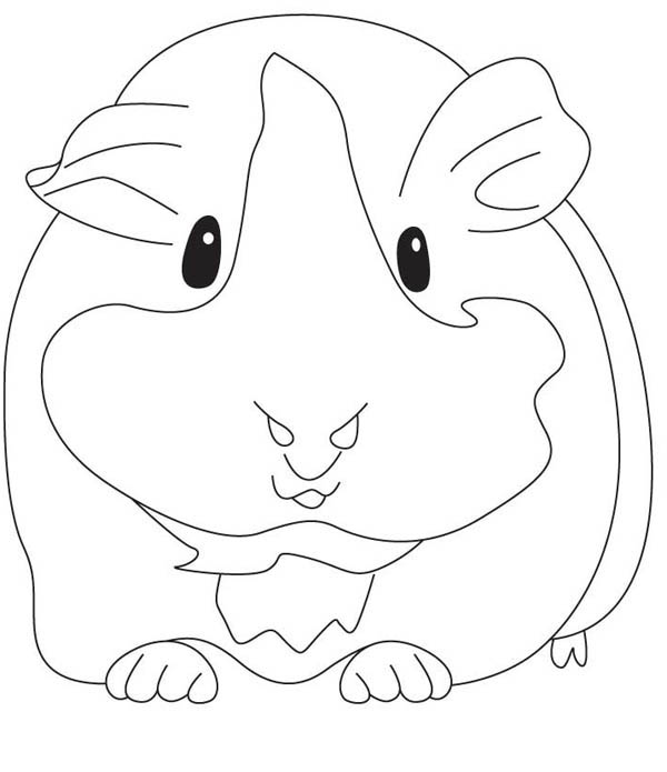 Guinea Pig coloring #2, Download drawings