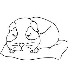 Guinea Pig coloring #16, Download drawings