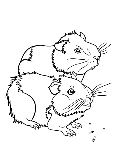 Guinea Pig coloring #20, Download drawings