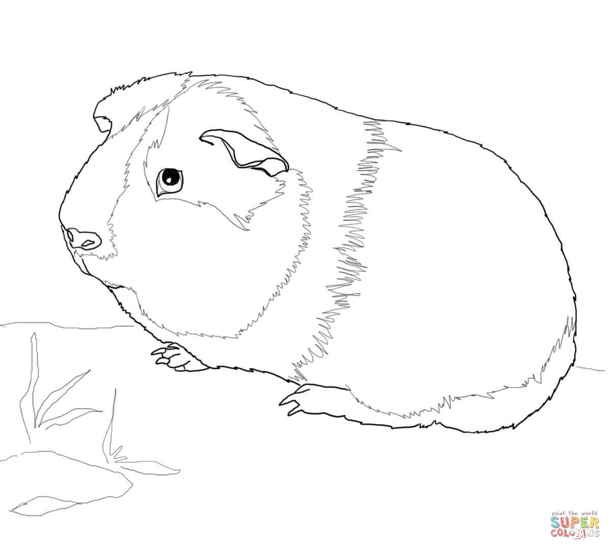 Guinea Pig coloring #9, Download drawings