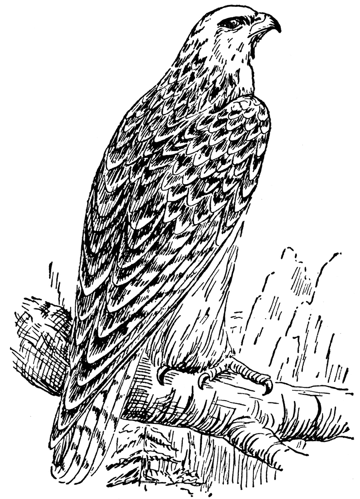 Gyrfalcon clipart #9, Download drawings
