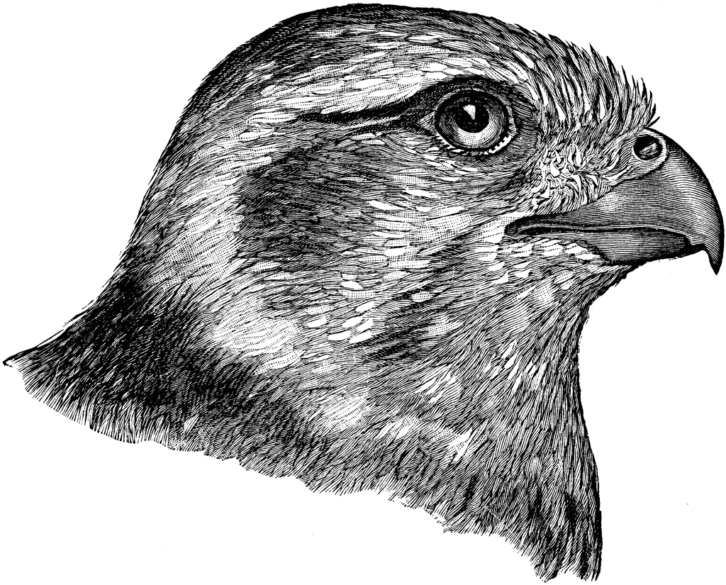 Prairie Falcon clipart #15, Download drawings