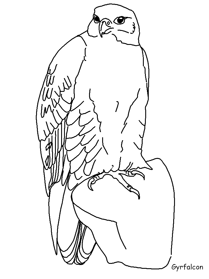 Gyrfalcon clipart #3, Download drawings