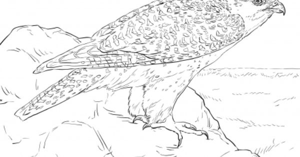 Gyrfalcon coloring #8, Download drawings