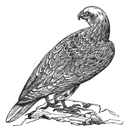 Gyrfalcon coloring #11, Download drawings
