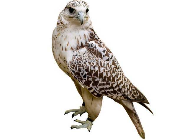 Gyrfalcon coloring #10, Download drawings