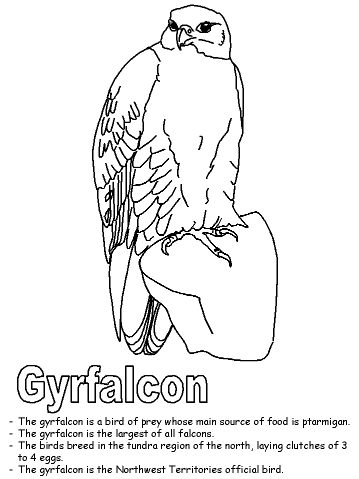 Gyrfalcon coloring #1, Download drawings