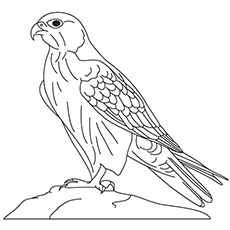 Gyrfalcon coloring #16, Download drawings