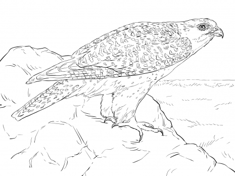 Gyrfalcon coloring #3, Download drawings