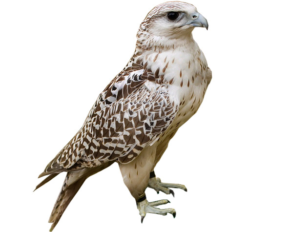 Gyrfalcon coloring #7, Download drawings