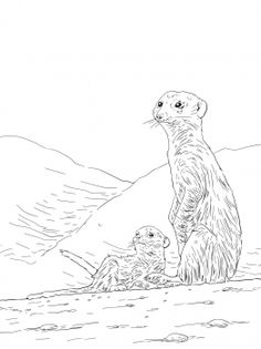 Gyrfalcon coloring #4, Download drawings