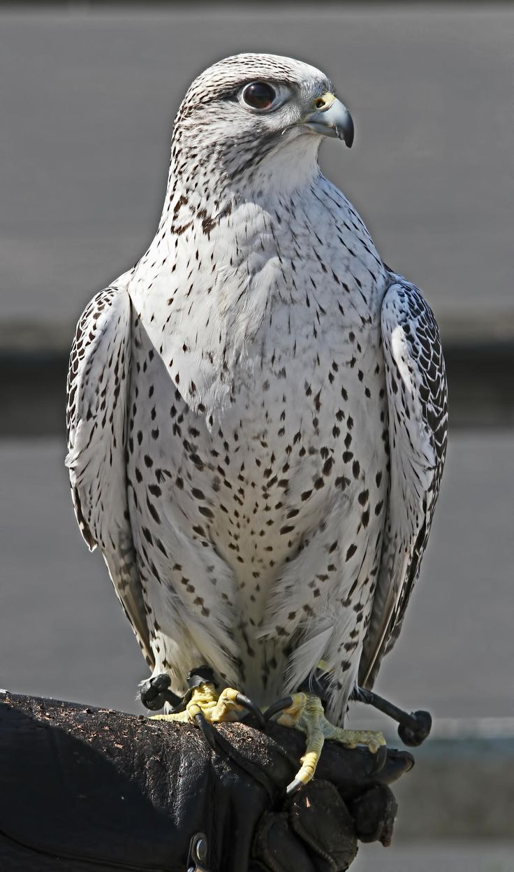 Gyrfalcon svg #8, Download drawings