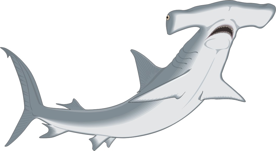 Hammerhead Shark clipart #18, Download drawings