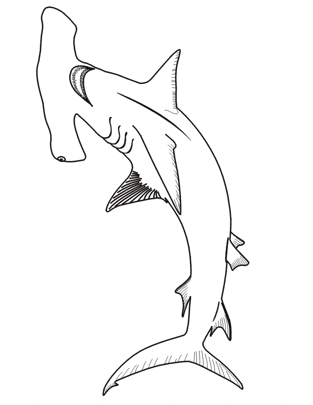 Hammerhead Shark coloring #7, Download drawings