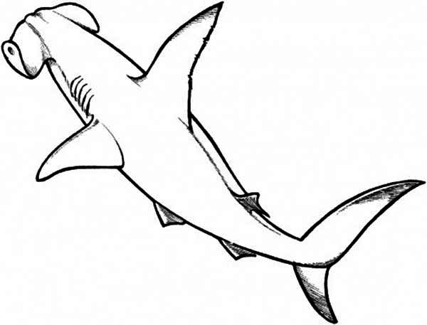 Hammerhead Shark coloring #9, Download drawings