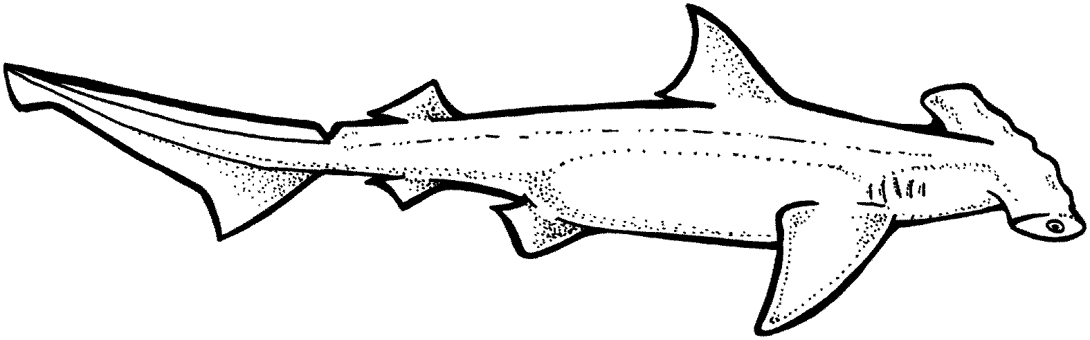 Hammerhead Shark coloring #17, Download drawings