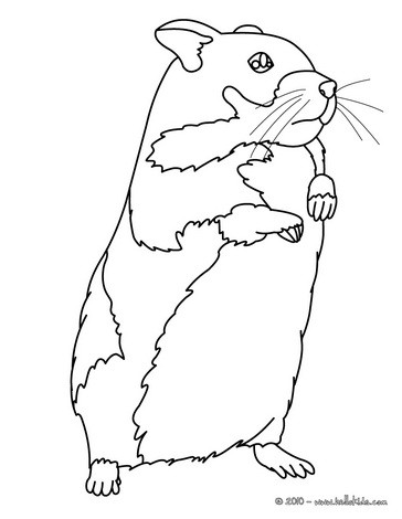 Hamster coloring #9, Download drawings