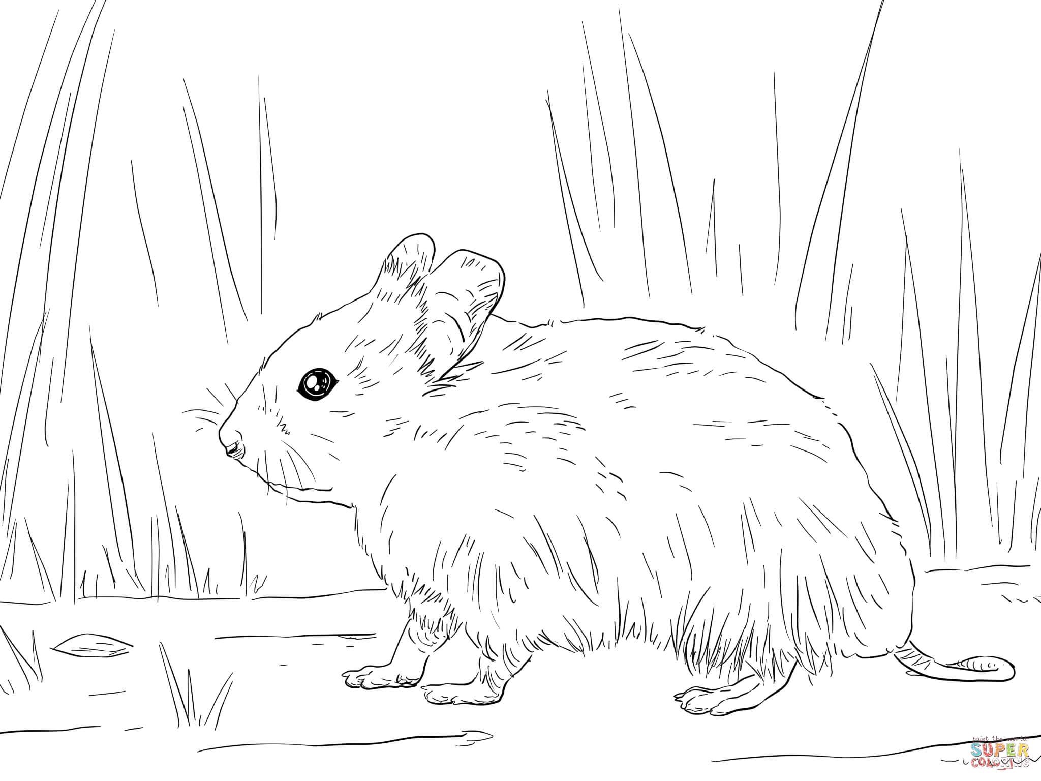 Hamster coloring #3, Download drawings