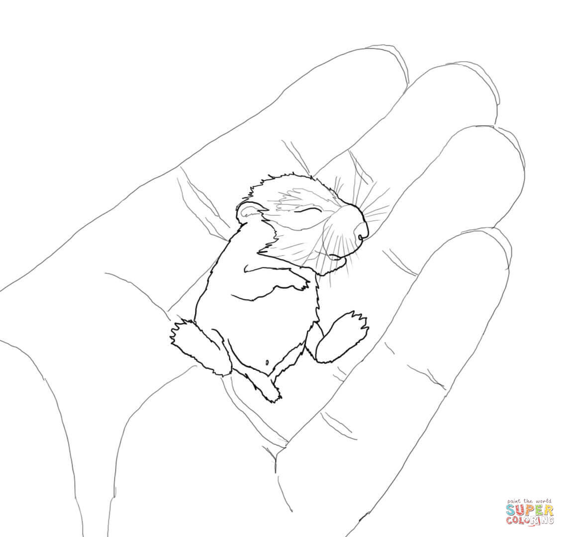 Hamster coloring #6, Download drawings