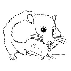 Hamster coloring #5, Download drawings