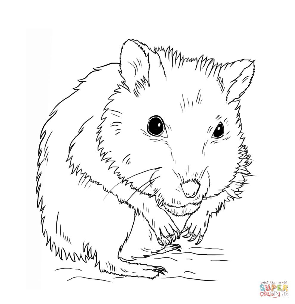 Hamster coloring #8, Download drawings