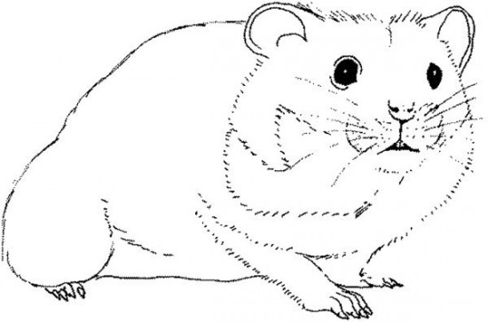 Hamster coloring #18, Download drawings