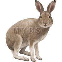 Hare clipart #1, Download drawings