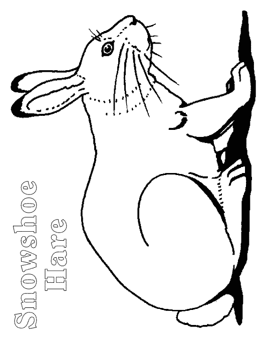 Hare coloring #12, Download drawings