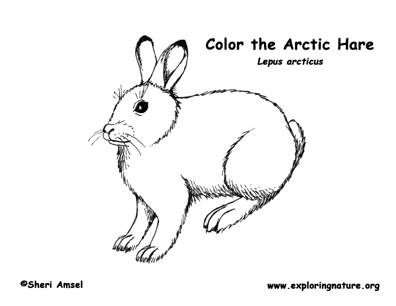 Hare coloring #3, Download drawings