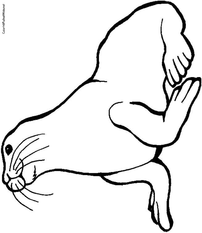 Harp Seal coloring #19, Download drawings
