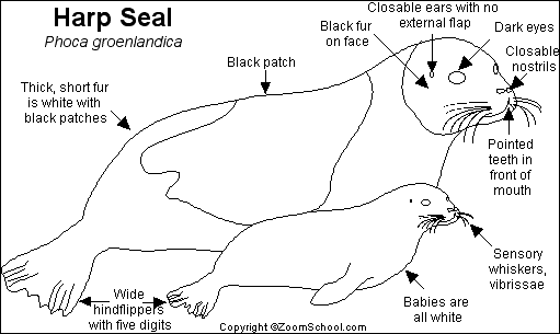 Harp Seal coloring #16, Download drawings