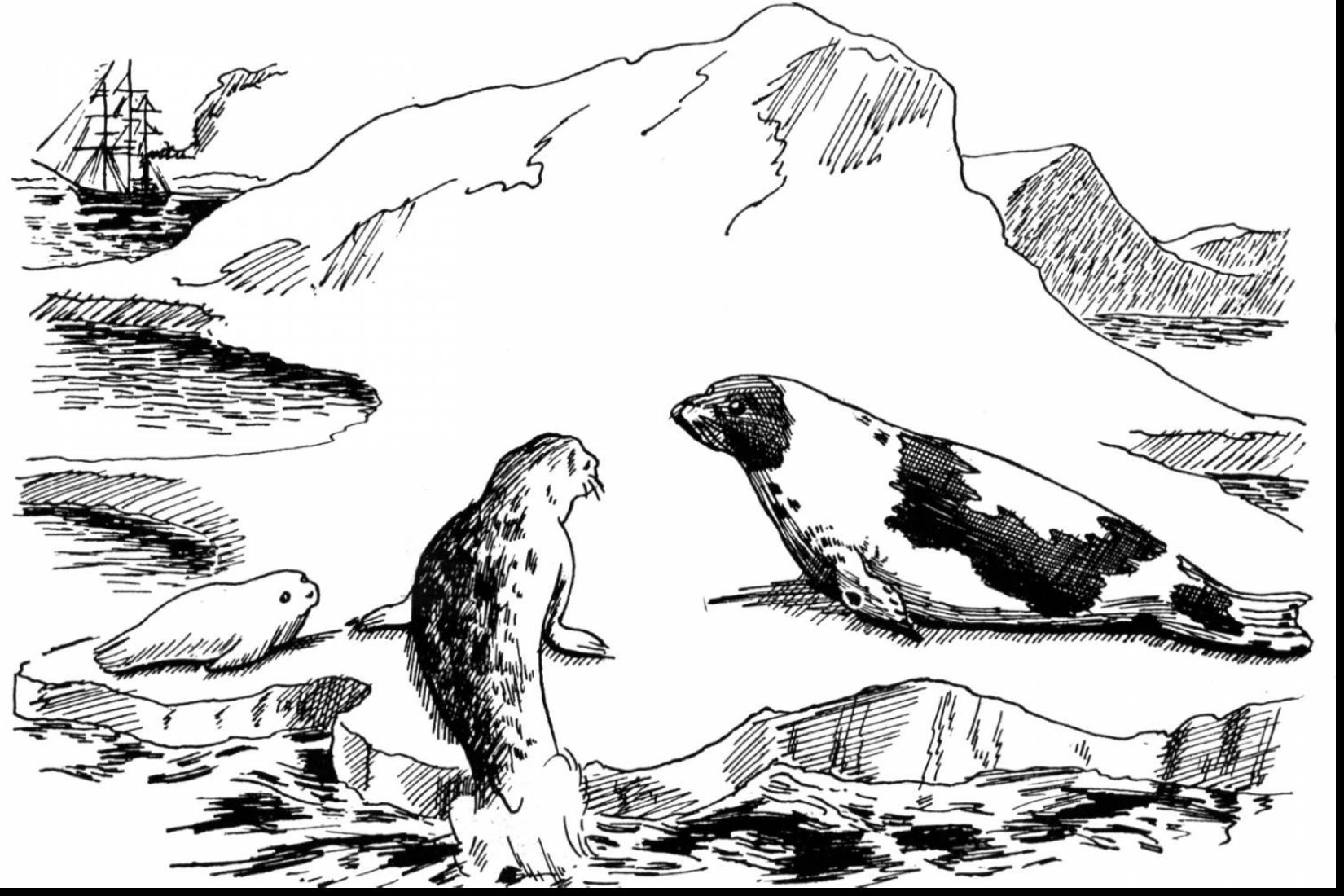 Harp Seal coloring #5, Download drawings