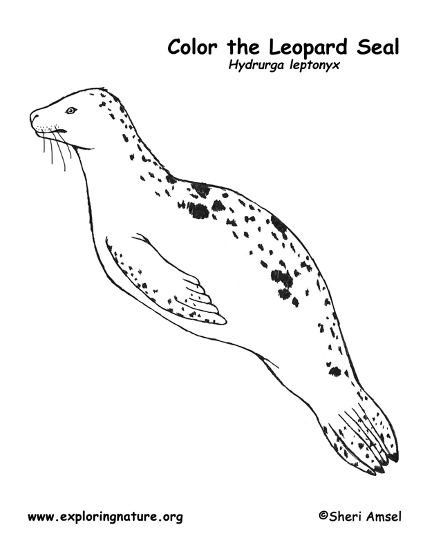 Harp Seal coloring #2, Download drawings