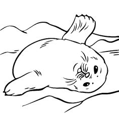 Seal coloring #2, Download drawings
