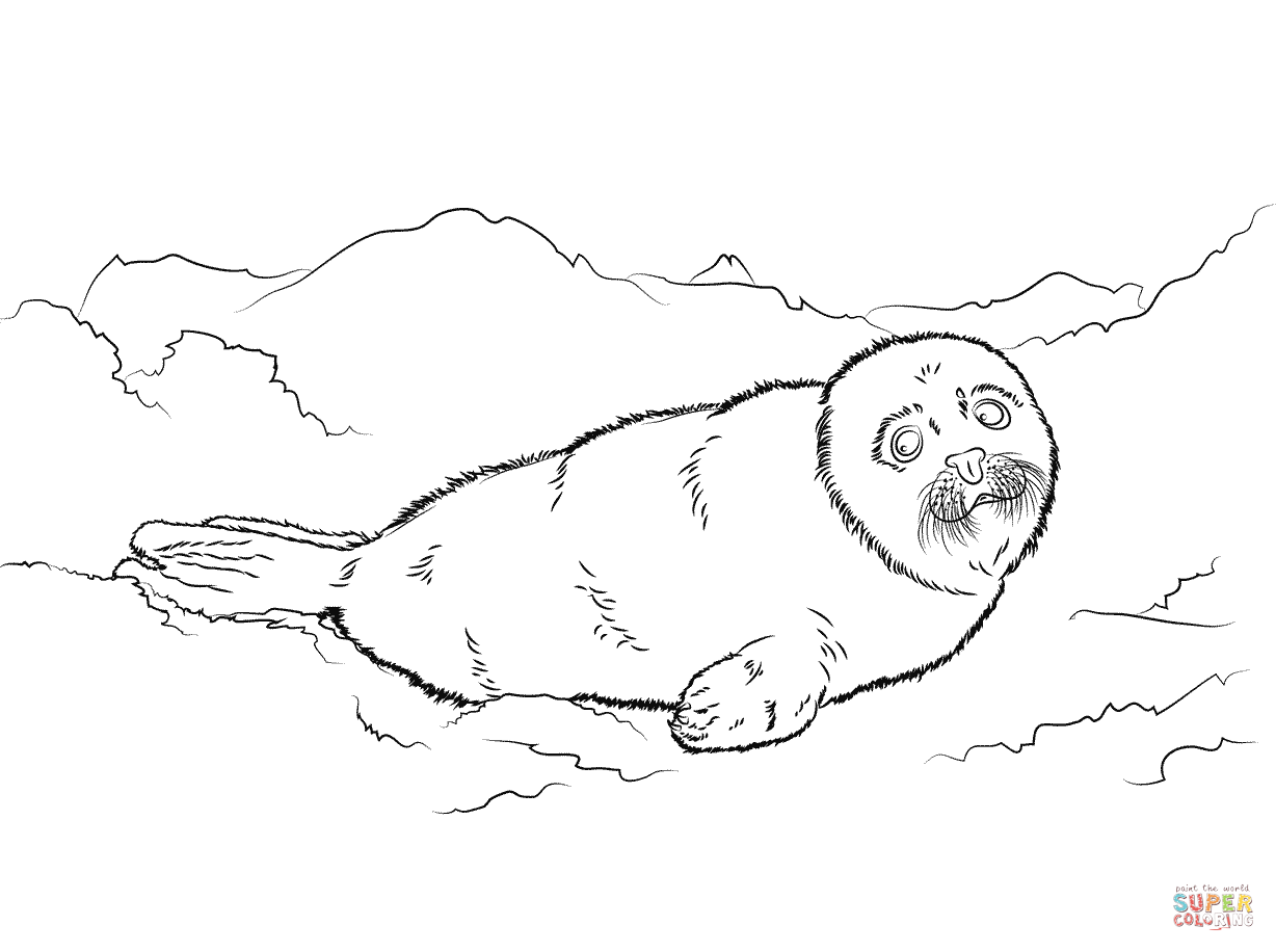 Harp Seal coloring #17, Download drawings