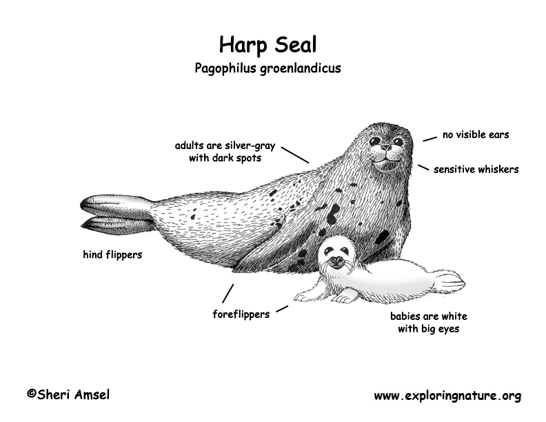 Harp Seal coloring #8, Download drawings