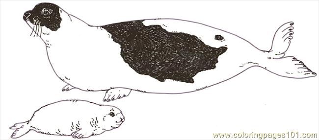 Harp Seal coloring #18, Download drawings