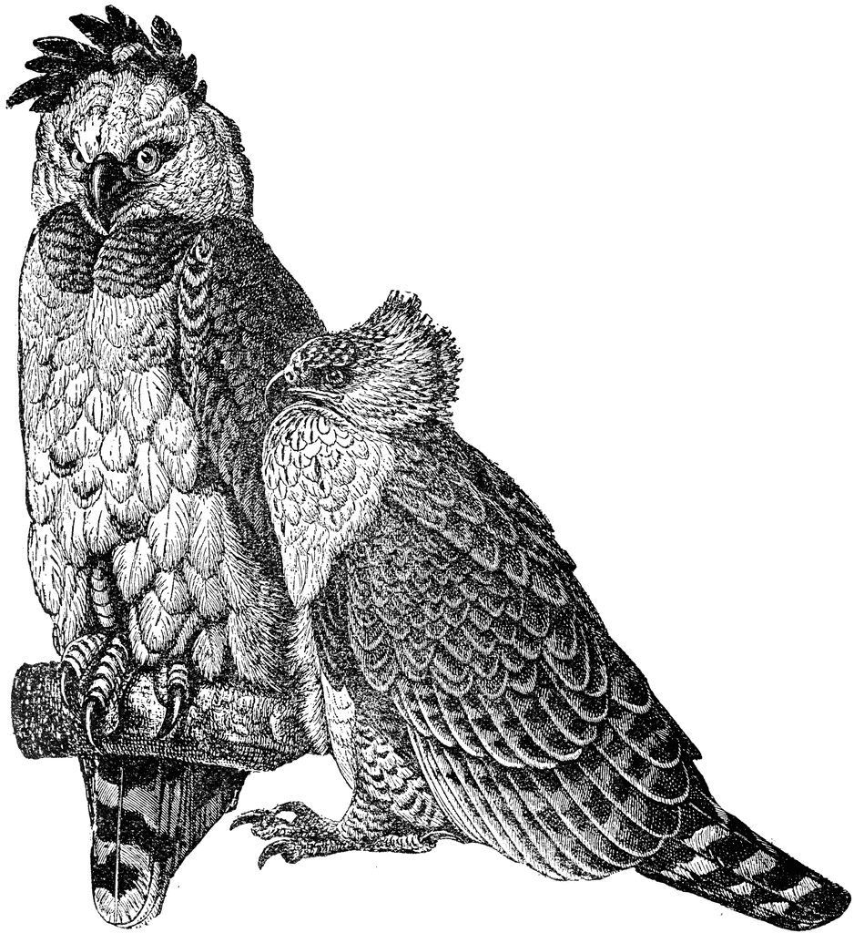 Harpy Eagle clipart #14, Download drawings