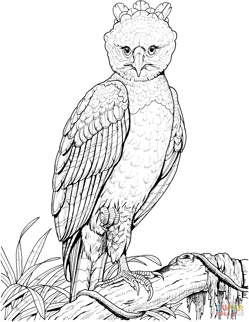 Phillipine Eagle coloring #17, Download drawings