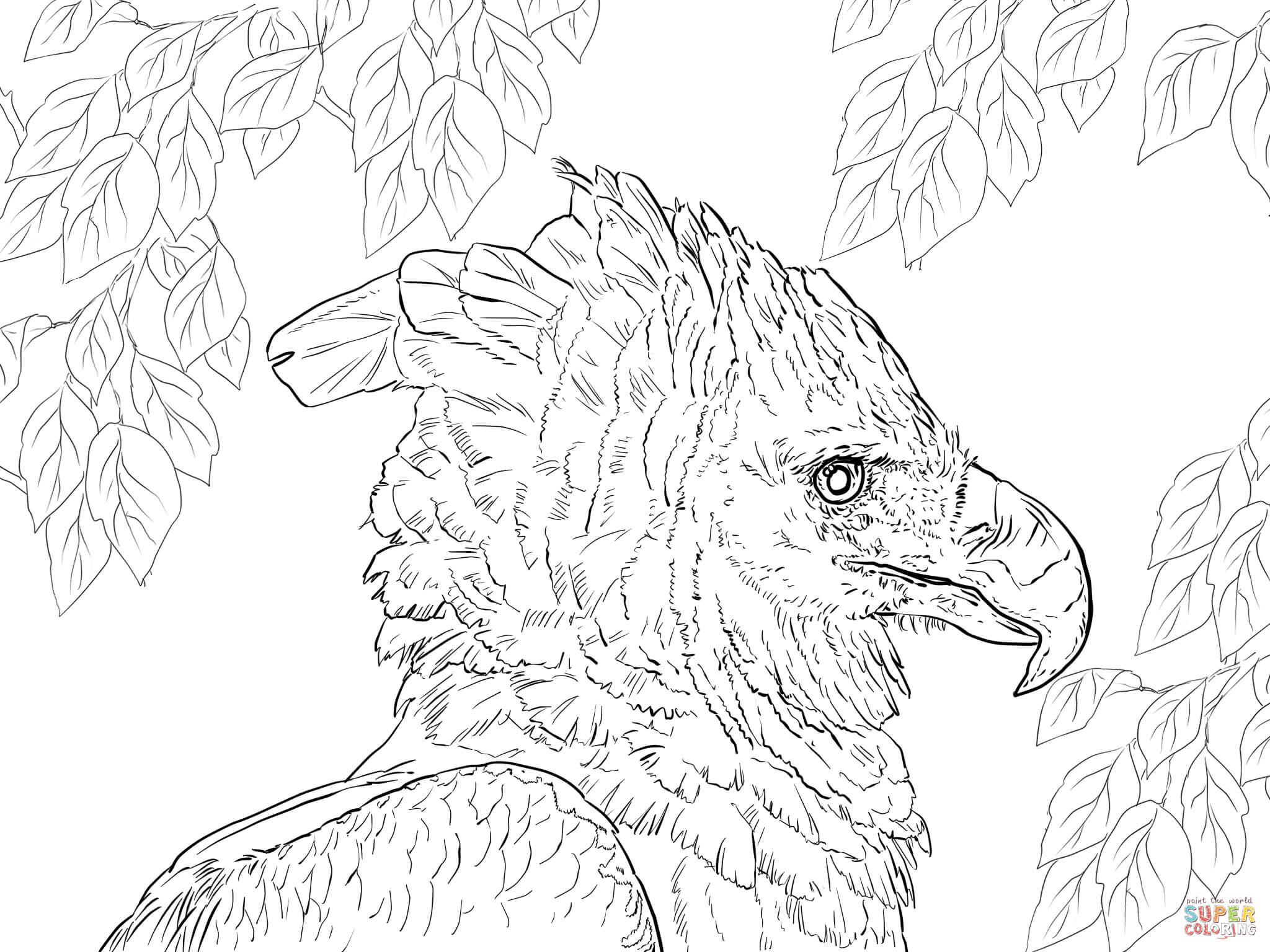 Phillipine Eagle coloring #7, Download drawings