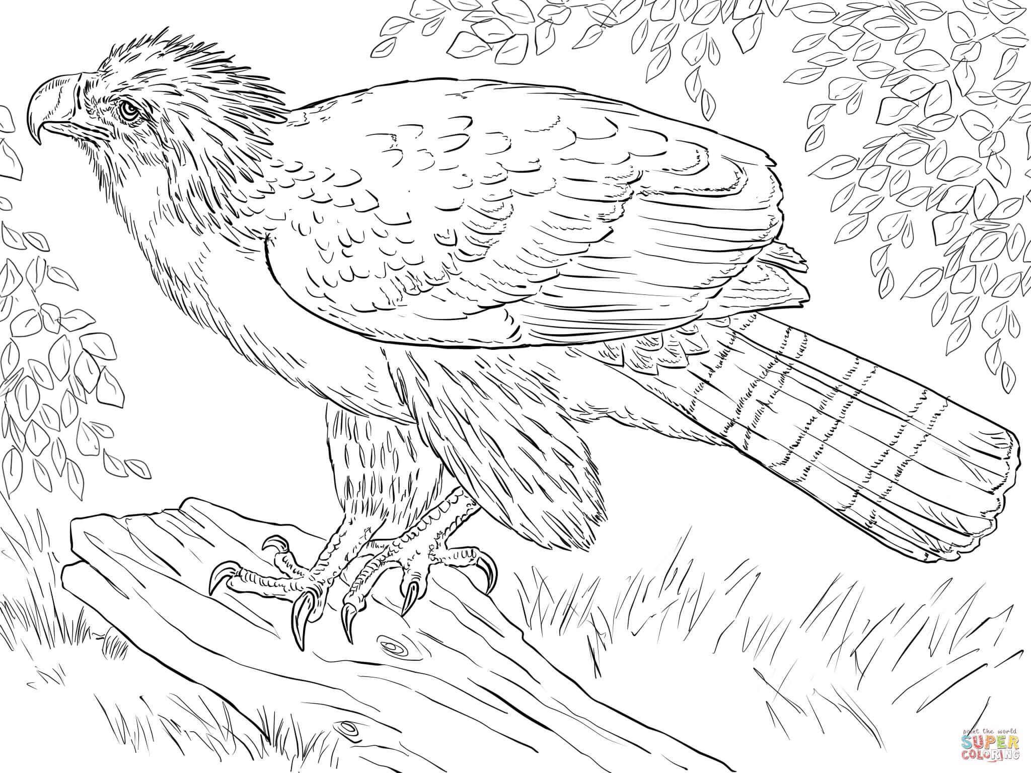 Harpy Eagle coloring #7, Download drawings
