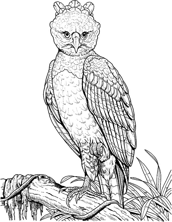 Harpy Eagle coloring #13, Download drawings