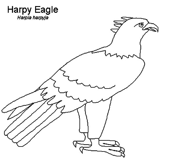 Harpy Eagle coloring #19, Download drawings