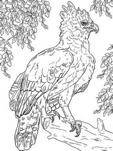 Harpy Eagle coloring #6, Download drawings
