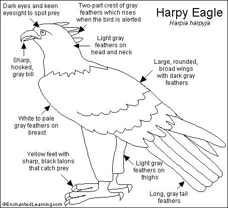 Harpy Eagle coloring #17, Download drawings